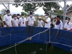 Silaturahim ke Pesantren, Bupati ASA Panen Budidaya Ikan Nila di Ponpes Darul Istiqamah Lappae Sinjai