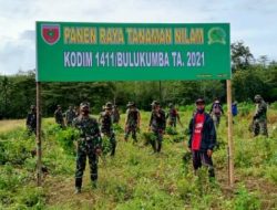 Panen 8 Ton Nilam, Kodim 1411/Bulukumba jadi Contoh Pengembangan Tanaman Obat