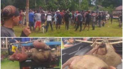 Bupati Bulukumba Berburu Babi Bersama Kodim, Polres dan Masyarakat