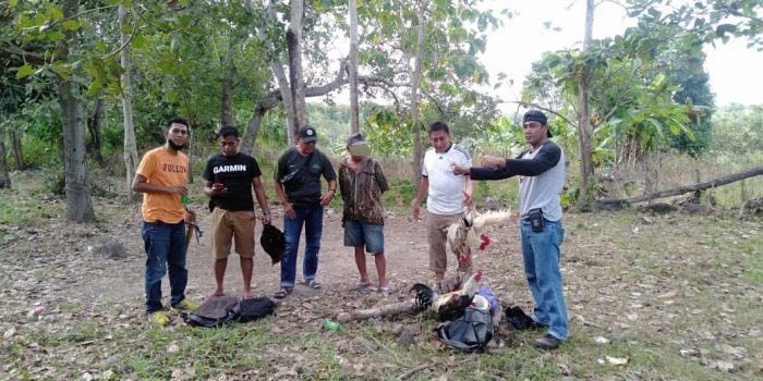 Gerebek Judi Sabung Ayam, Polsek Ujung Loe Amankan 1 Orang Terduga Pelaku