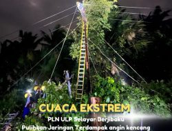 Petugas PLN ULP Selayar Pulihkan Jaringan Listrik yang Bermasalah Akibat Angin Kencang dan Pohon Tumbang