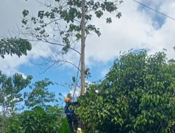 Pemangkasan dan Penebangan Pohon di Tellulimpoe, PLN; Untuk Pastikan Keandalan Listrik Warga