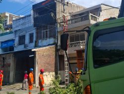 Mantap.! PLN UP3 Bulukumba dan ULP Panrita Lopi Lakukan Pemangkasan Pohon Tanpa Pemadaman Listrik